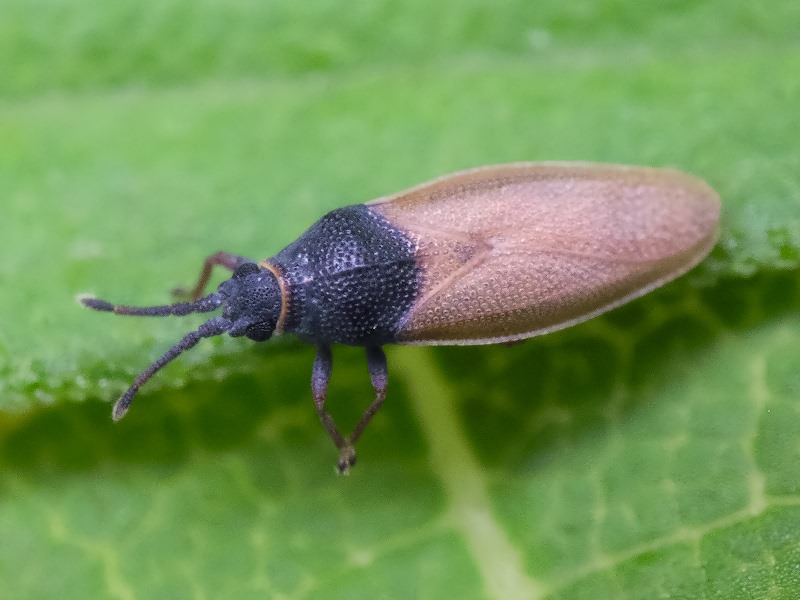 Agramma fallax (Horváth, 1906)